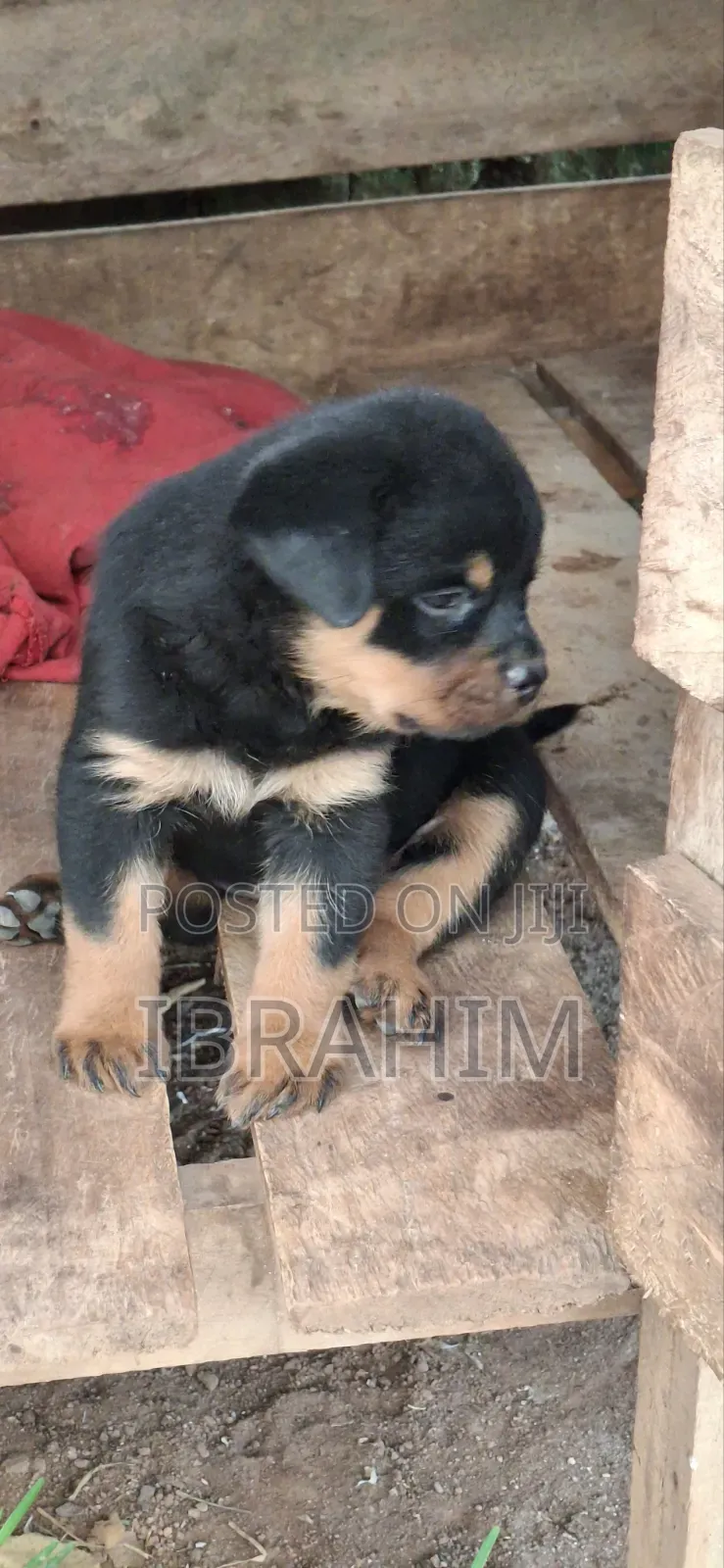 1-3 months Male Purebred Rottweiler