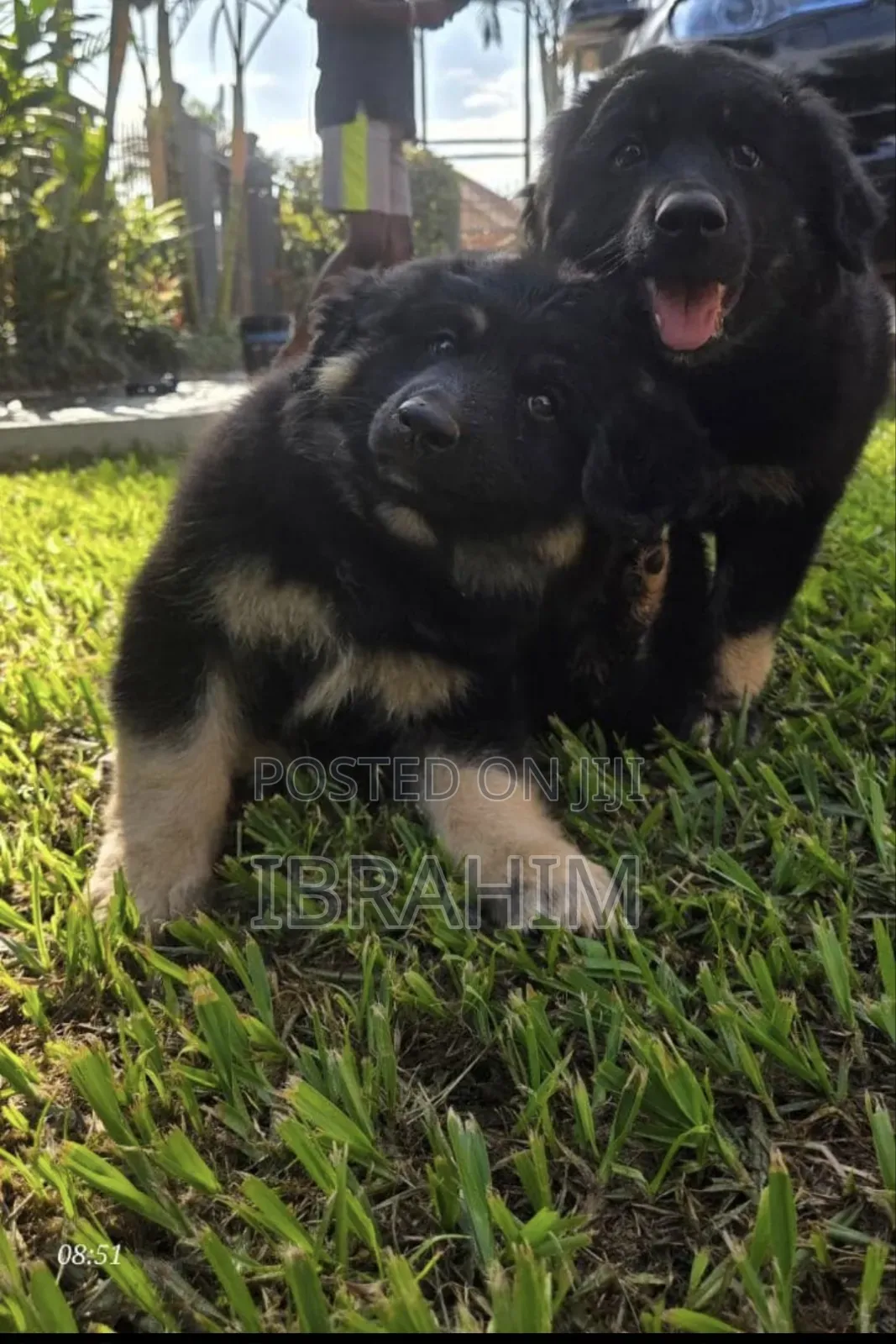 1-3 months Male Purebred German Shepherd