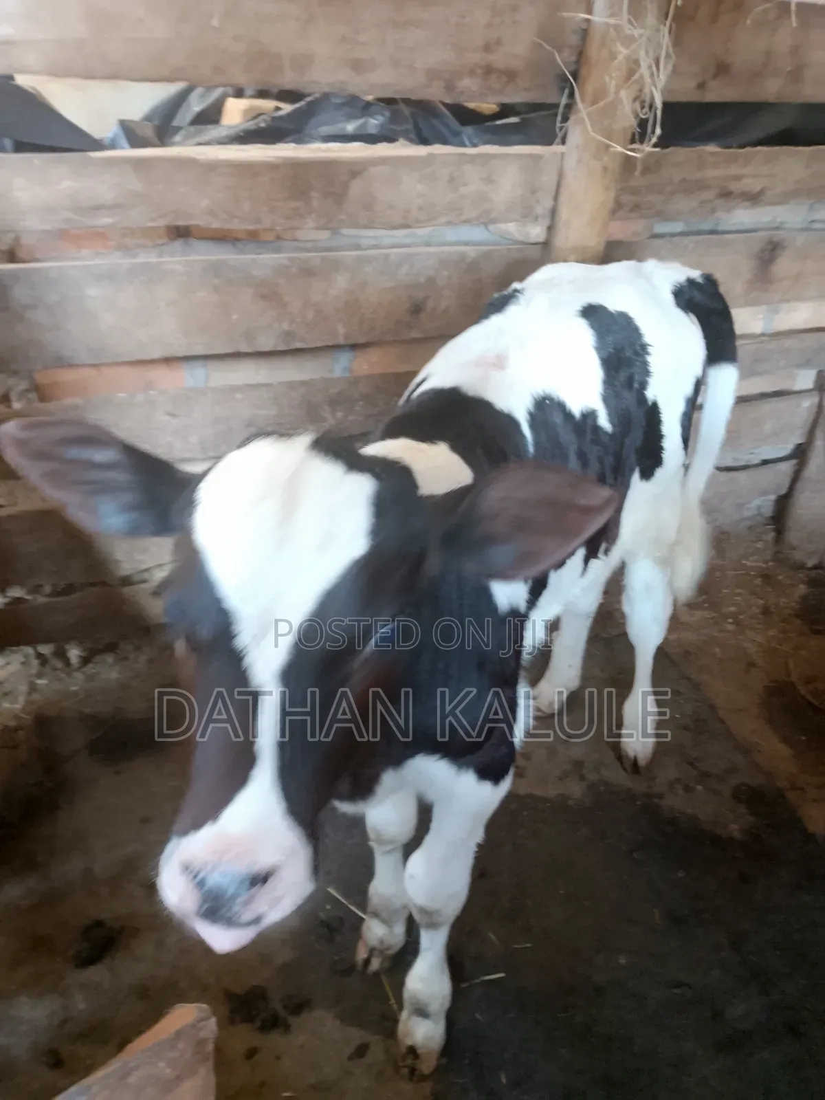 3 Fresian Bulls for Sale