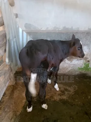 3 Fresian Bulls for Sale