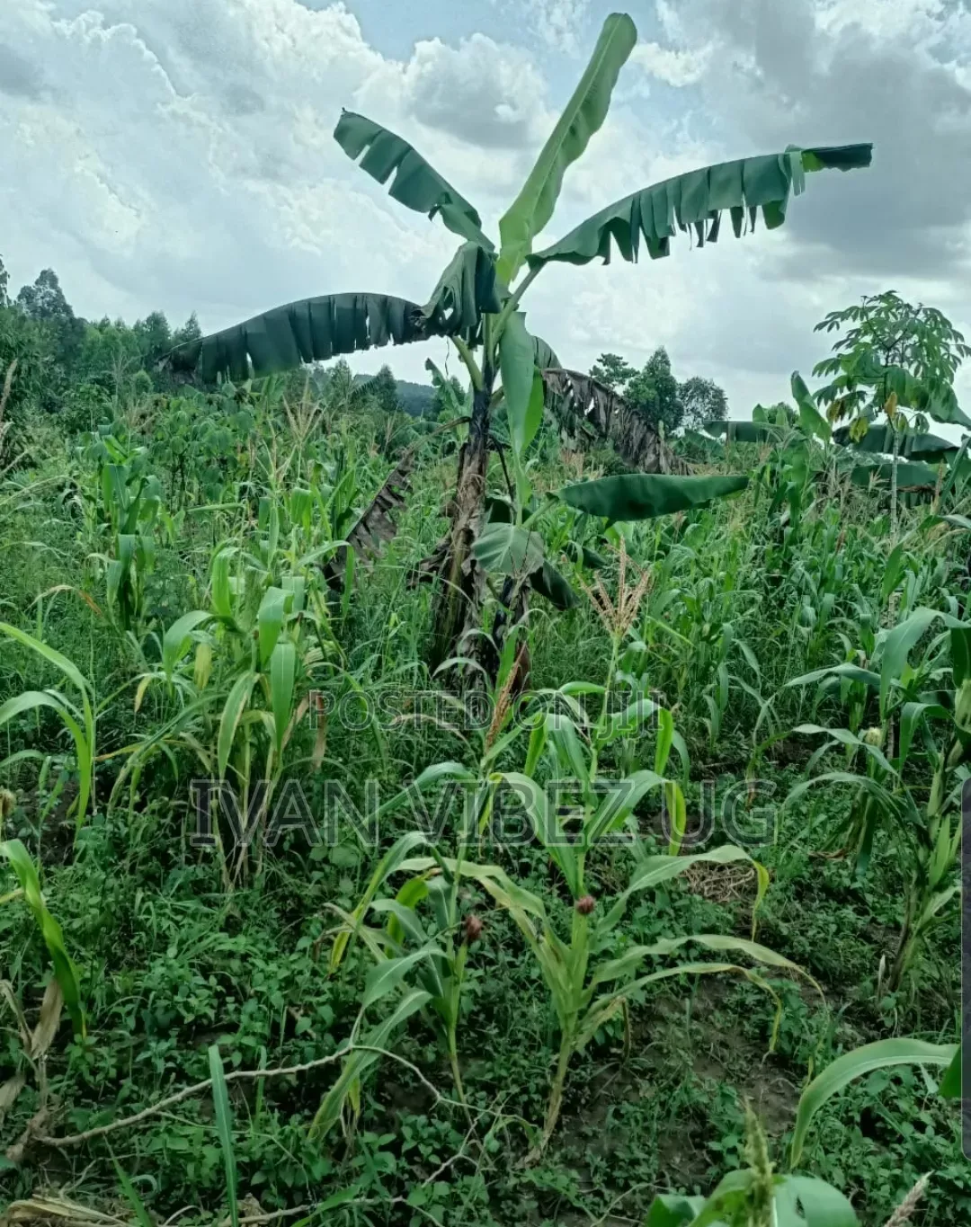 Plot for Sale 150-75 Ft