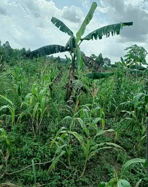 Plot for Sale 150-75 Ft
