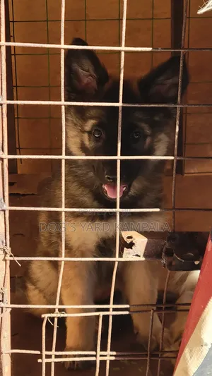 1-3 months Female Purebred German Shepherd