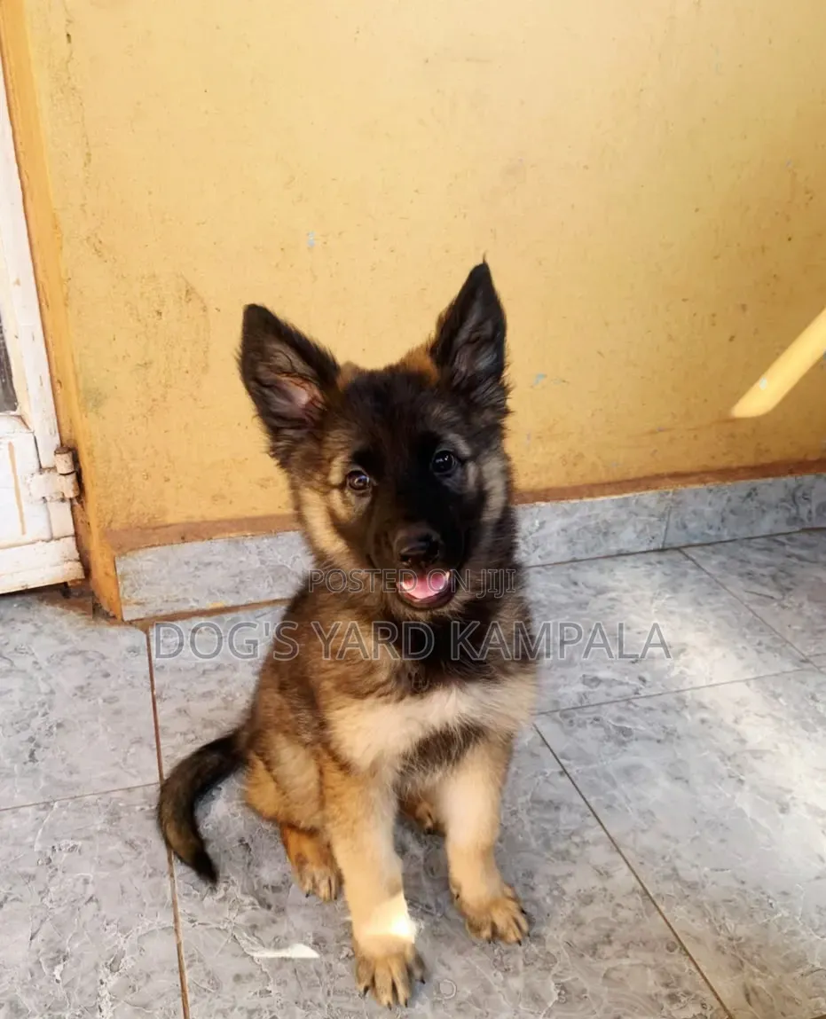 1-3 months Female Purebred German Shepherd