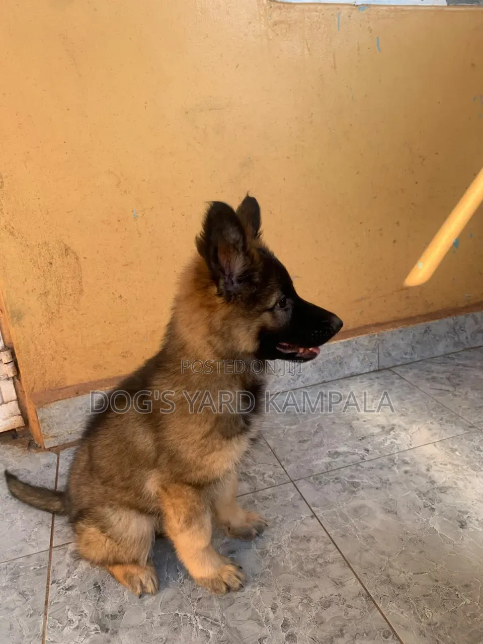 1-3 months Female Purebred German Shepherd