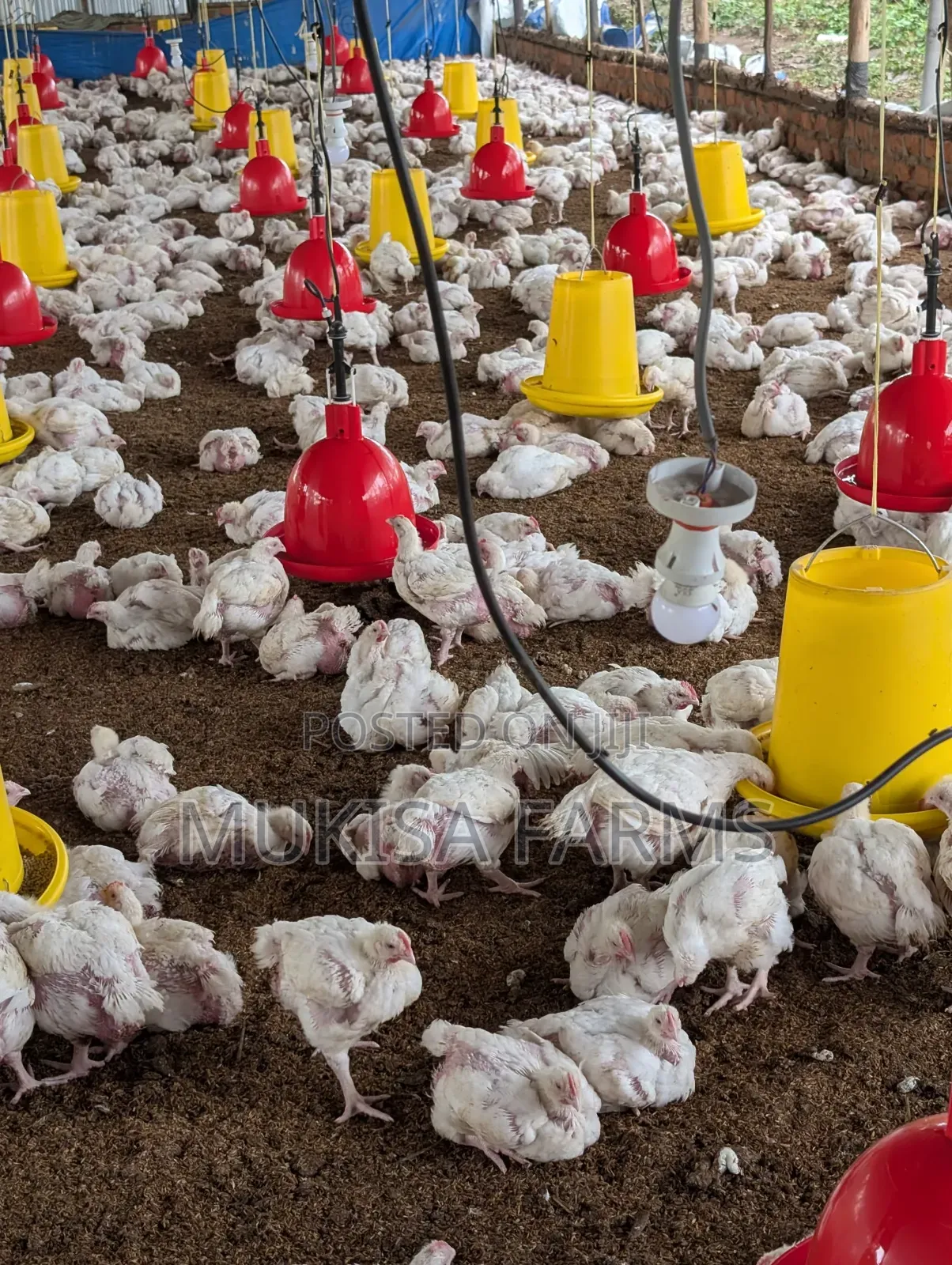 Broilers for Sale, From 1.3kg-4kg,