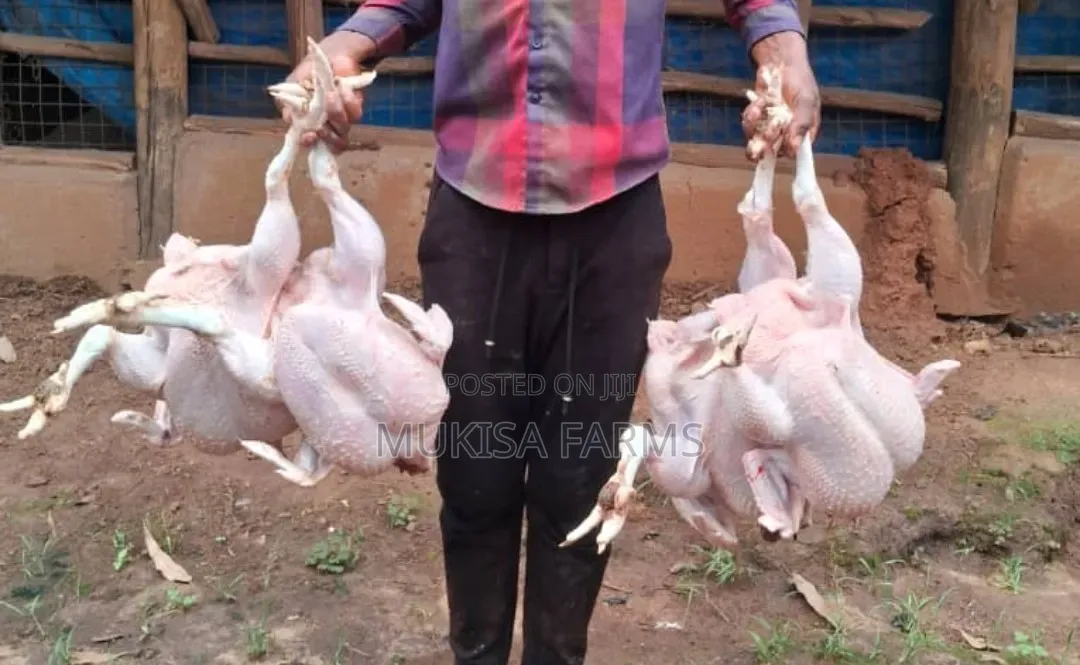 Broilers for Sale, From 1.3kg-4kg,