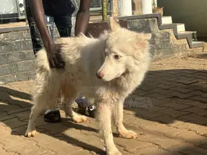 3-6 months Male Purebred Siberian Husky
