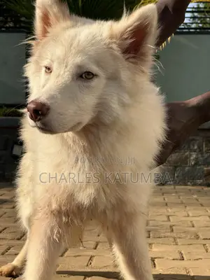 3-6 months Male Purebred Siberian Husky
