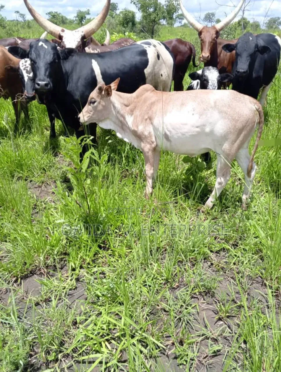 Fertile Farmland For Rent | Lease Lamwo District