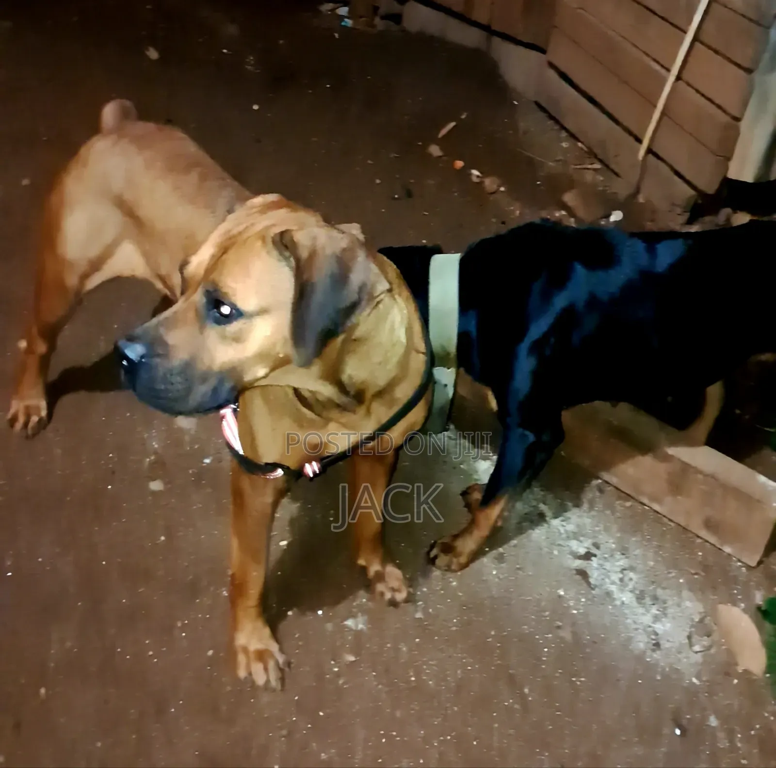 1+ year Female Purebred Boerboel