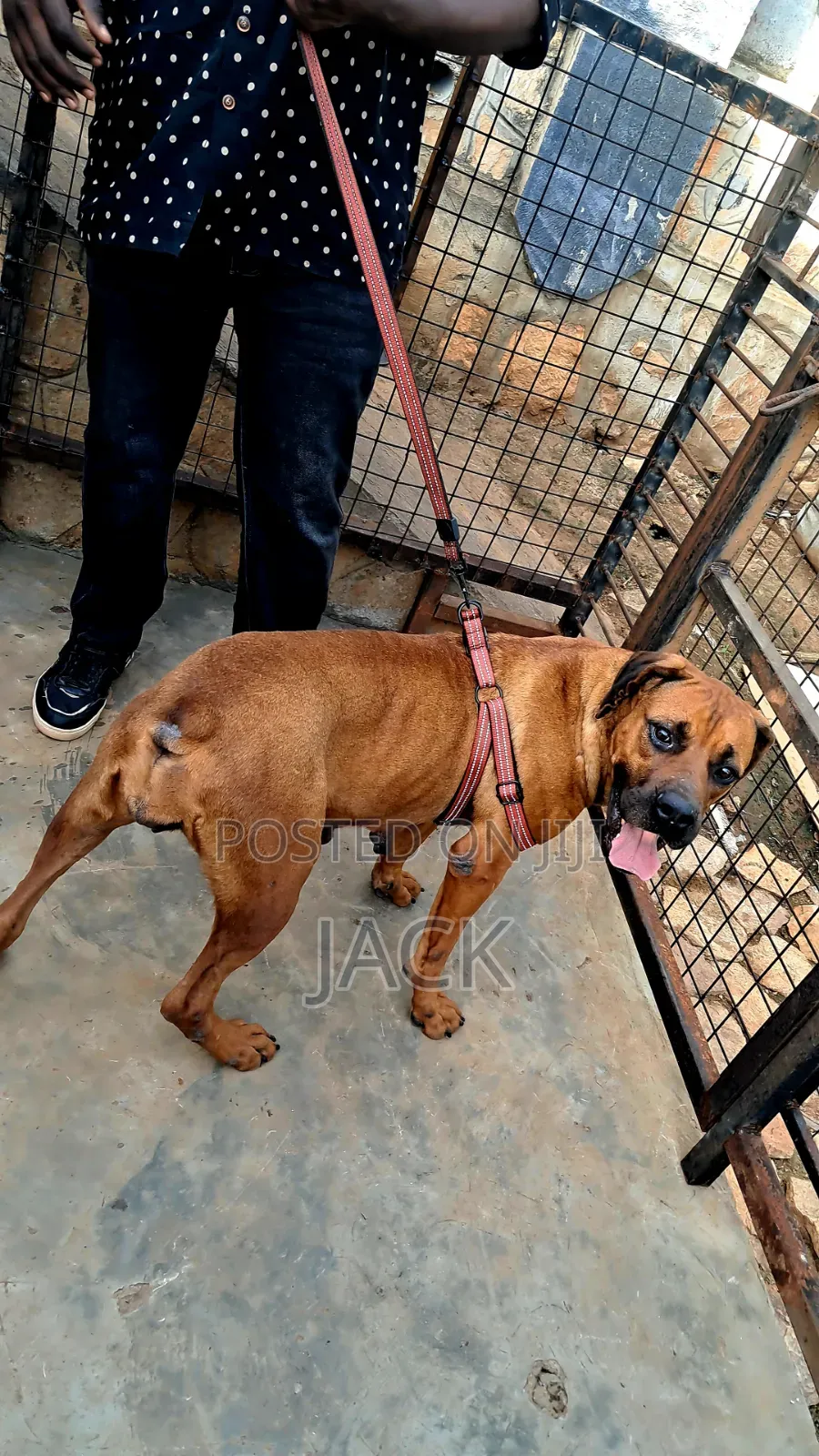 1+ year Female Purebred Boerboel