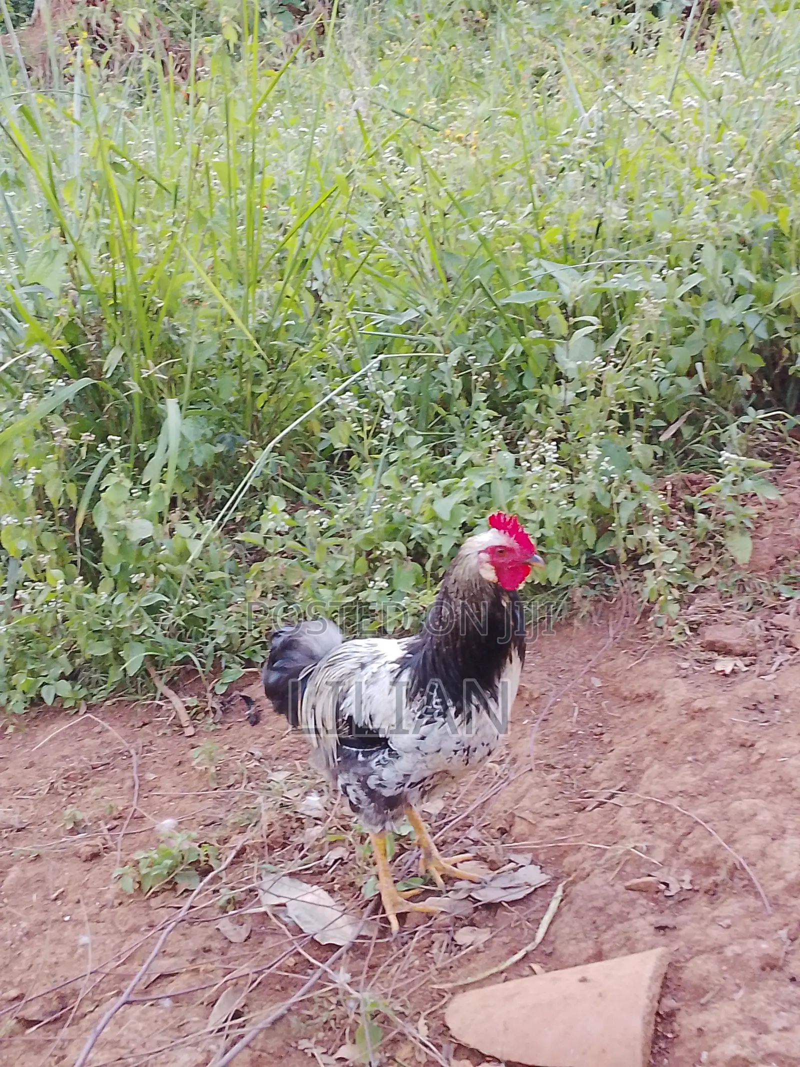 2 Healthy Cocks for Sale