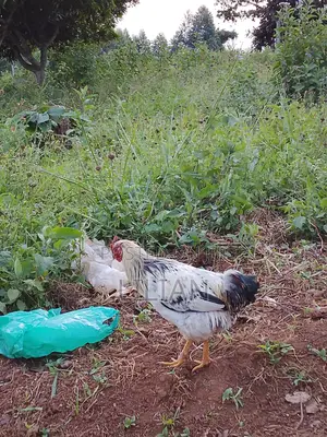 2 Healthy Cocks for Sale