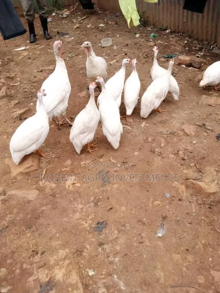 Pure White Guinea Fowl