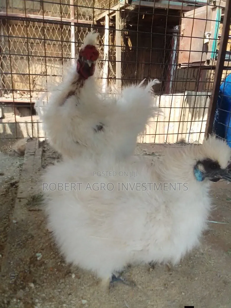 Silky Bentam Chicken