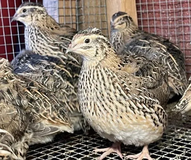 Quails for Sale