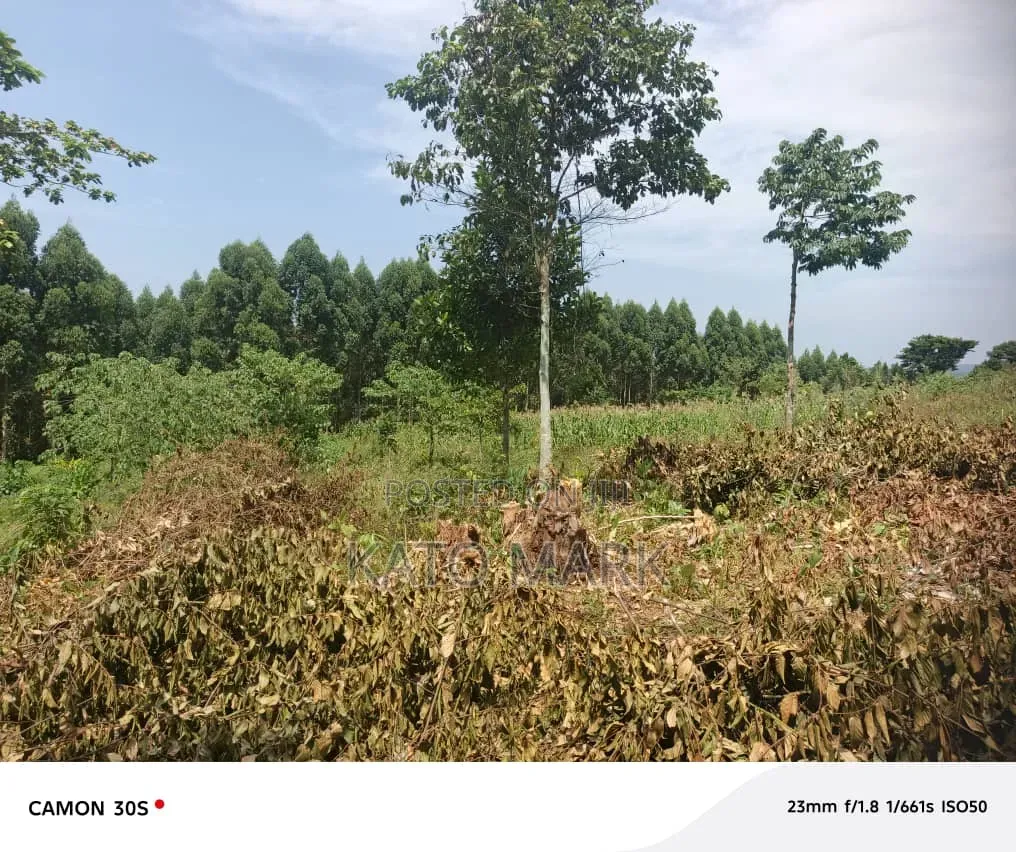 Half Acre for Sale Located at Mukono Katosi