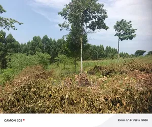 Half Acre for Sale Located at Mukono Katosi