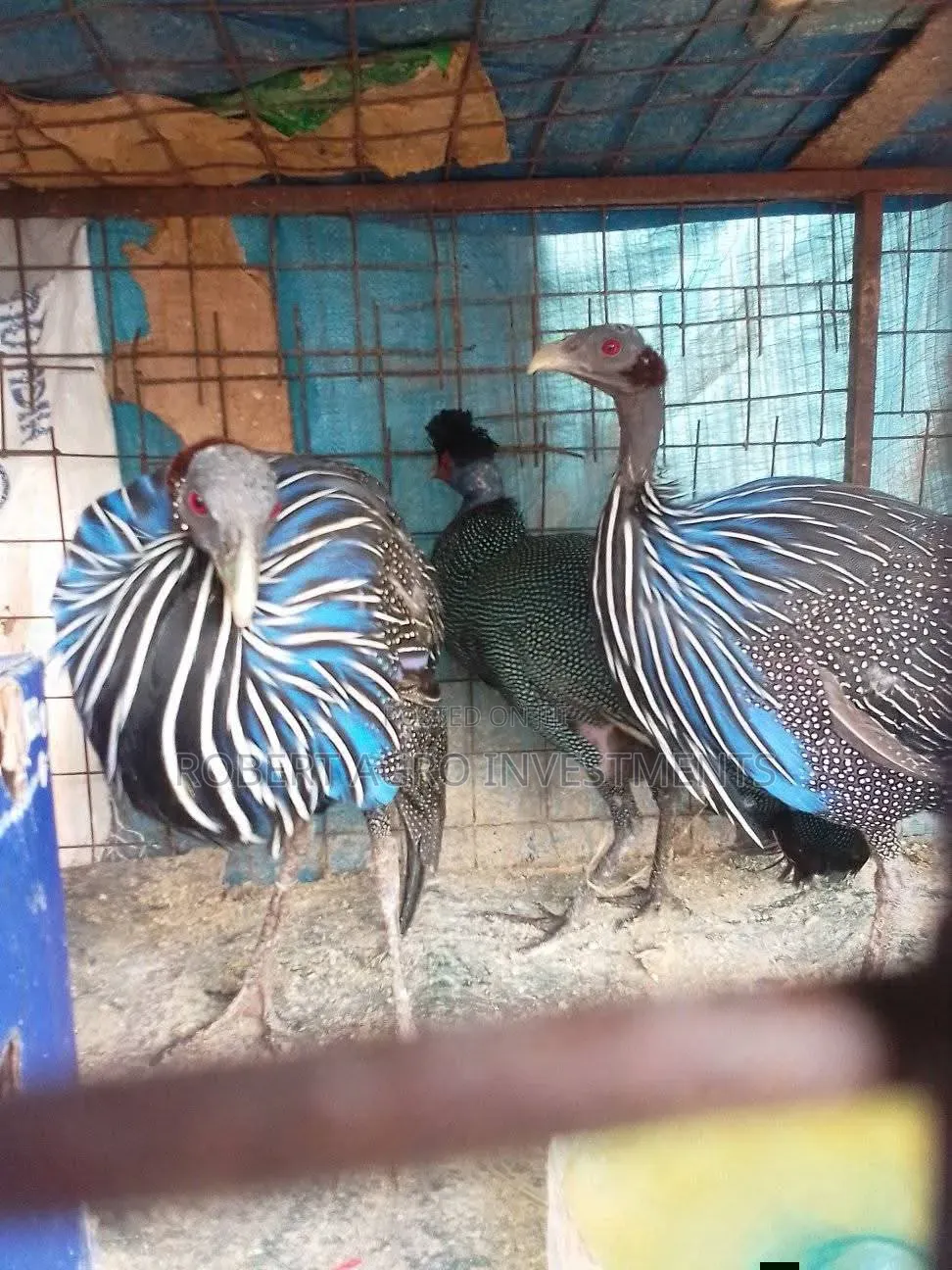 Volturine Guinea Fowl