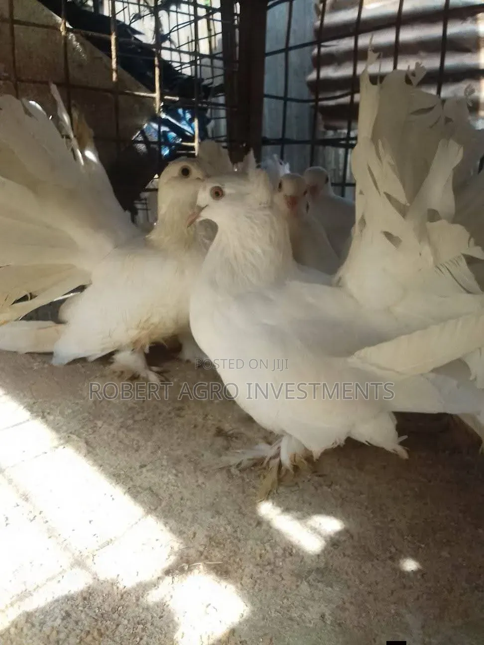 Fantail Pigeons