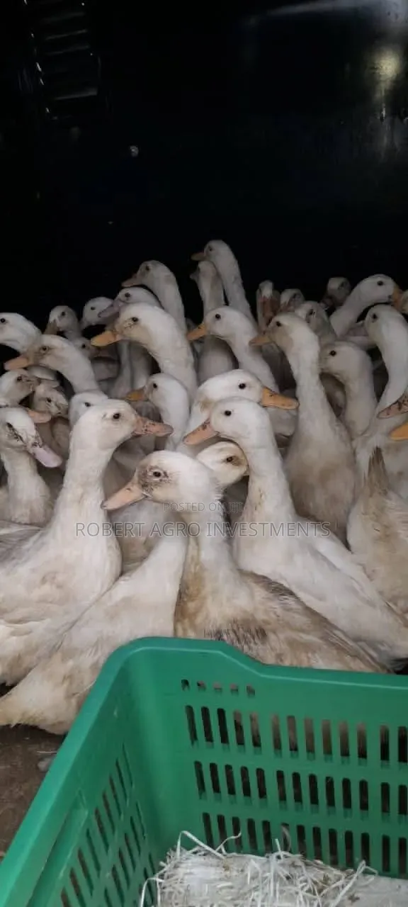 American Pekin Ducks