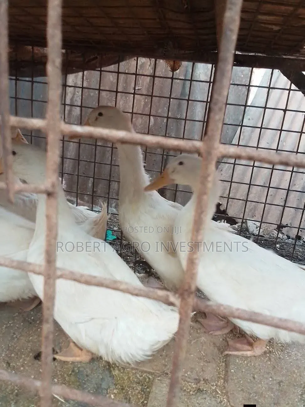 American Pekin Ducks