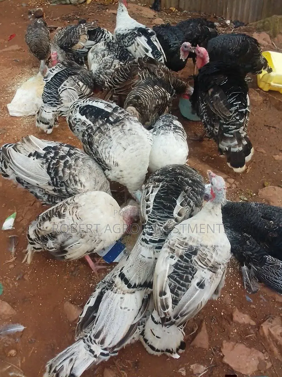 Female Turkeys