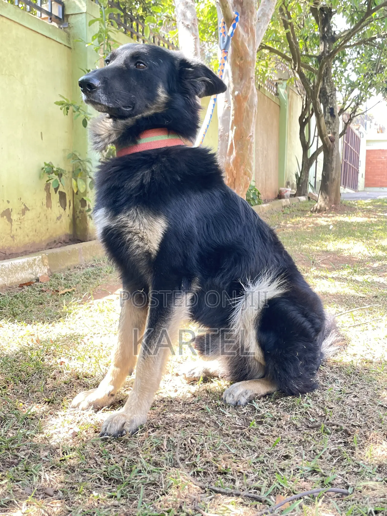 1+ year Male Purebred German Shepherd