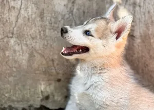 1-3 months Male Purebred Siberian Husky