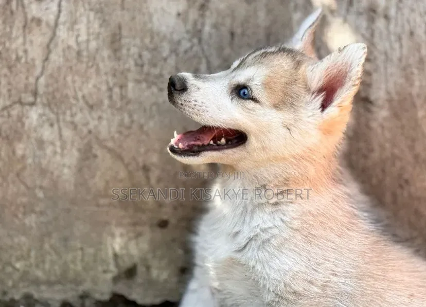 1-3 months Male Purebred Siberian Husky