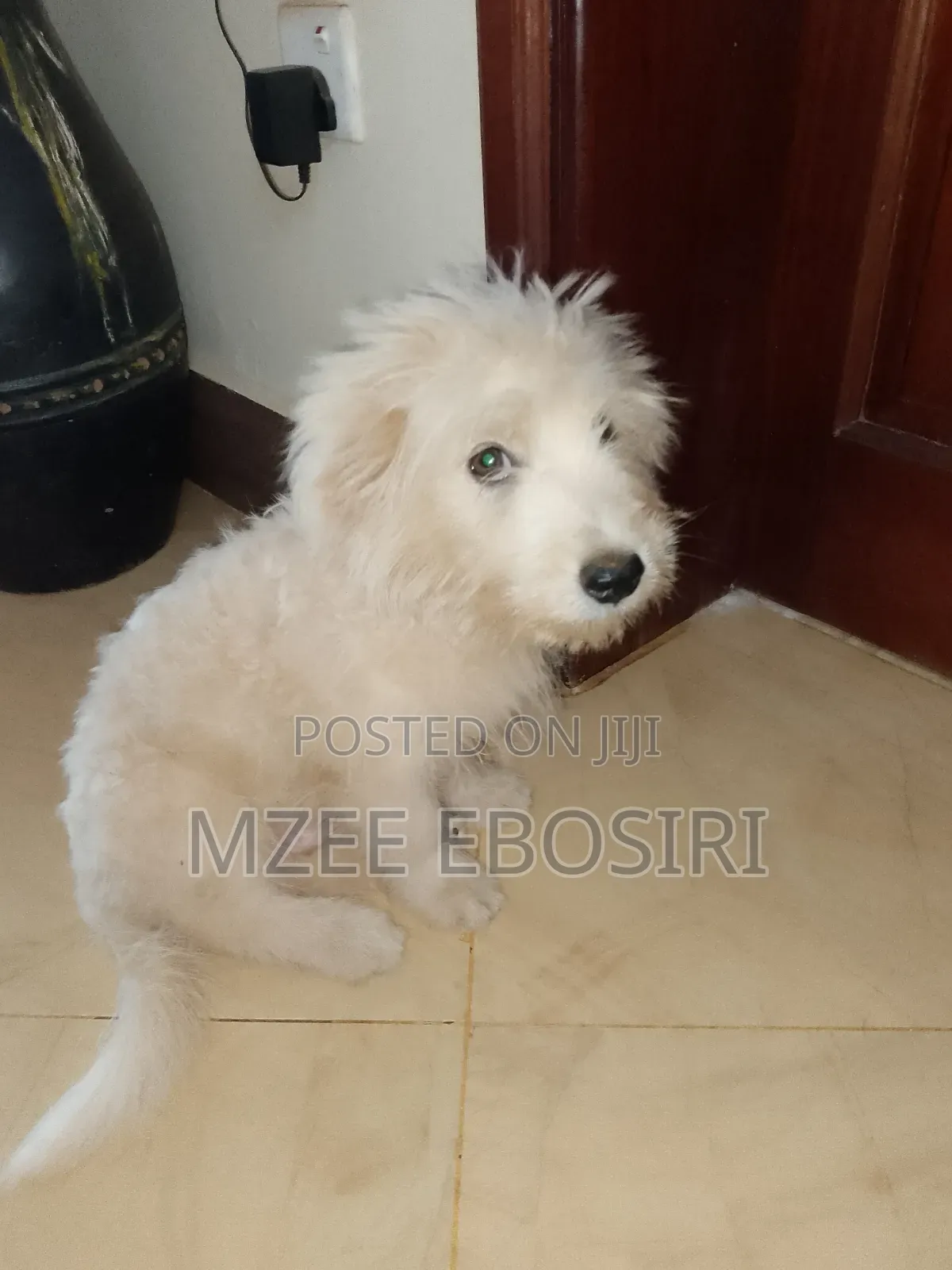 3-6 months Male Purebred Maltese