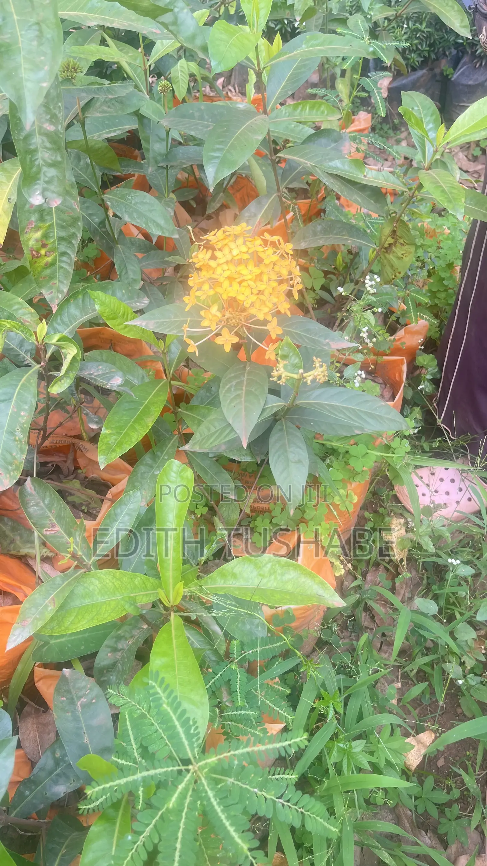 Compound Designing Flowers