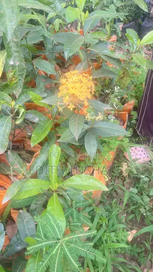Compound Designing Flowers