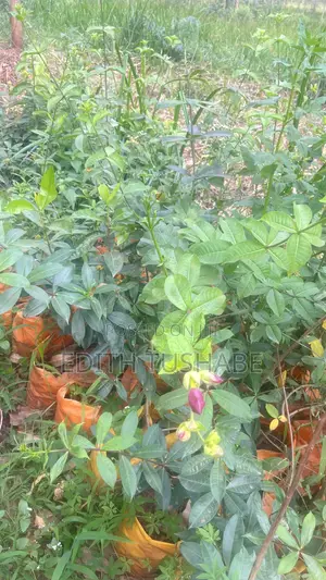 Compound Designing Flowers