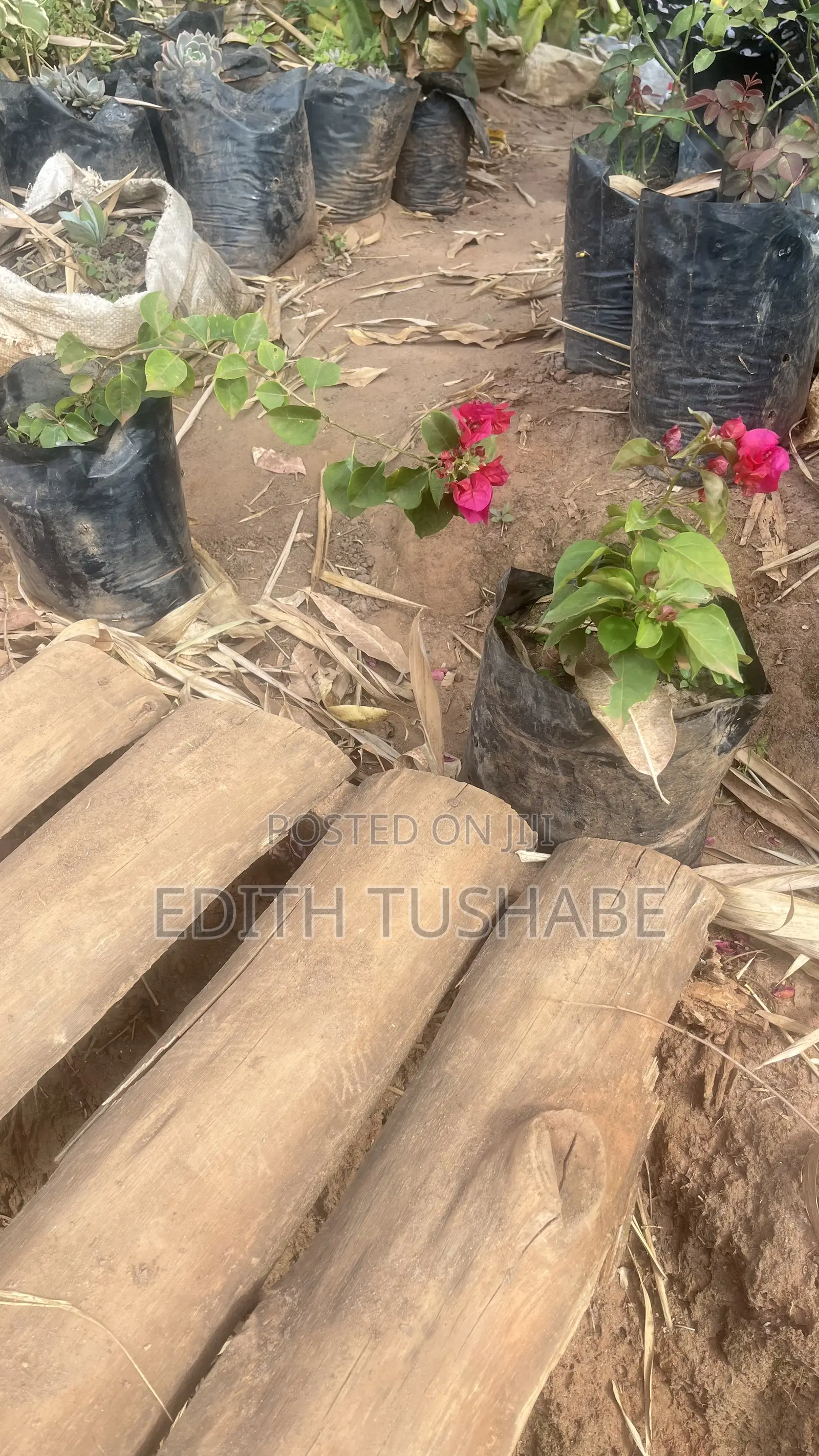Compound Designing Flowers