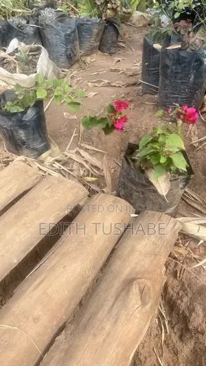 Compound Designing Flowers