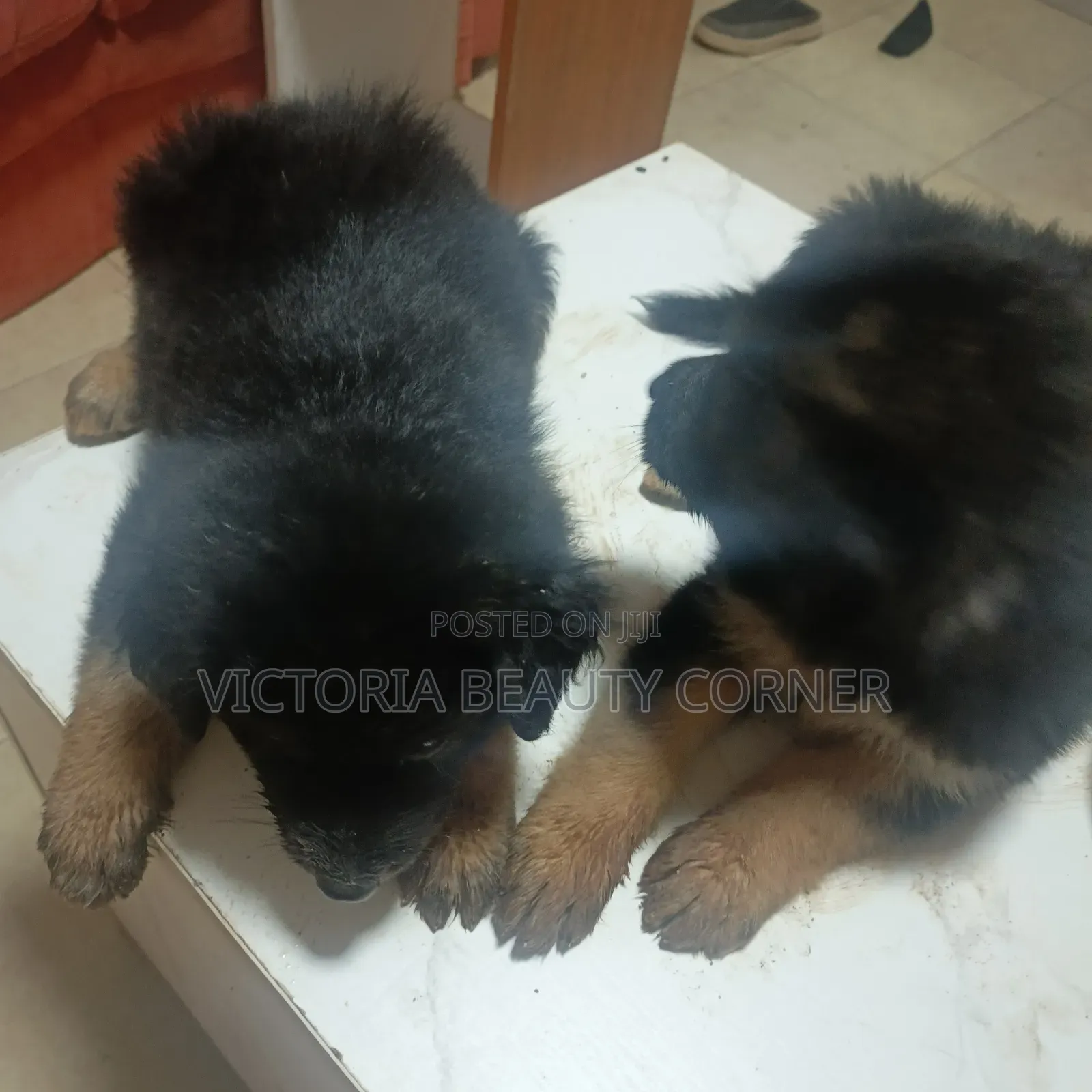 1-3 months Male Purebred German Shepherd