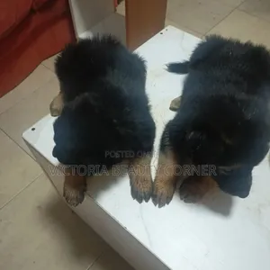 1-3 months Male Purebred German Shepherd