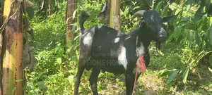 Embuzi White Goats Are Available for Slaughter, Ceremonies and Farm
