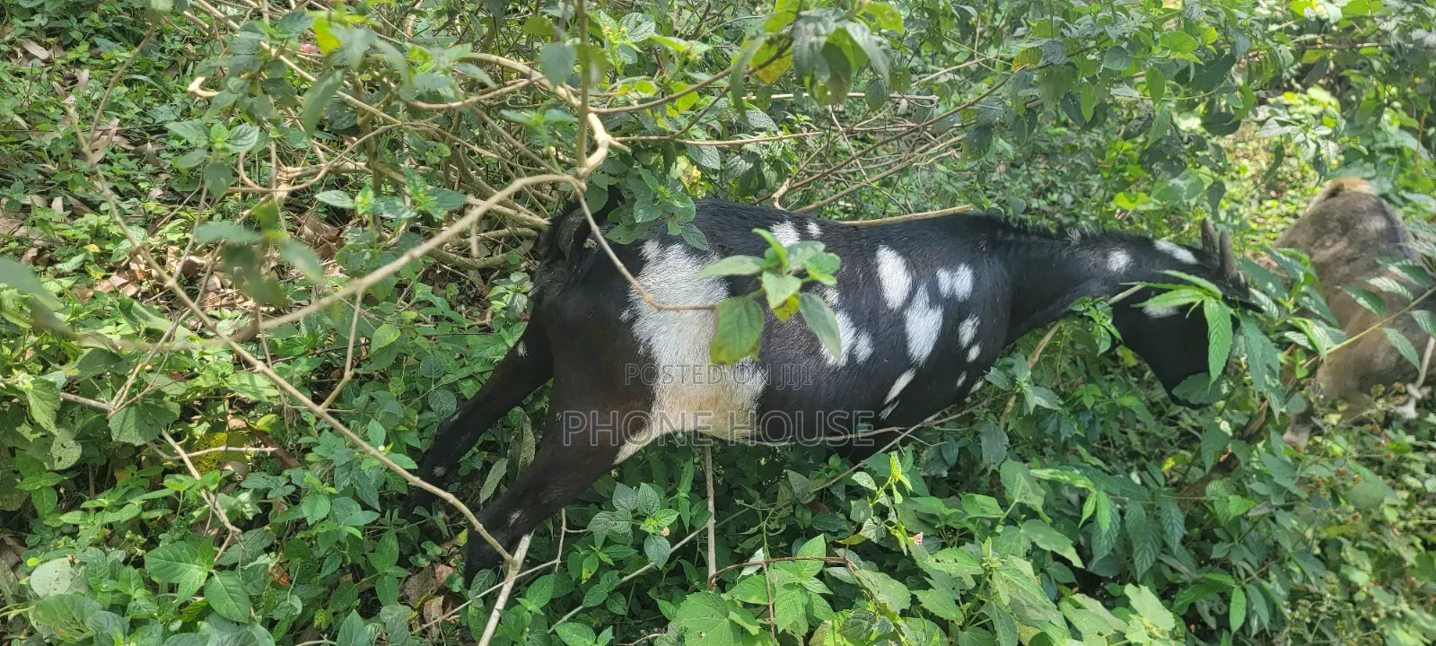 Embuzi White Goats Are Available for Slaughter, Ceremonies and Farm