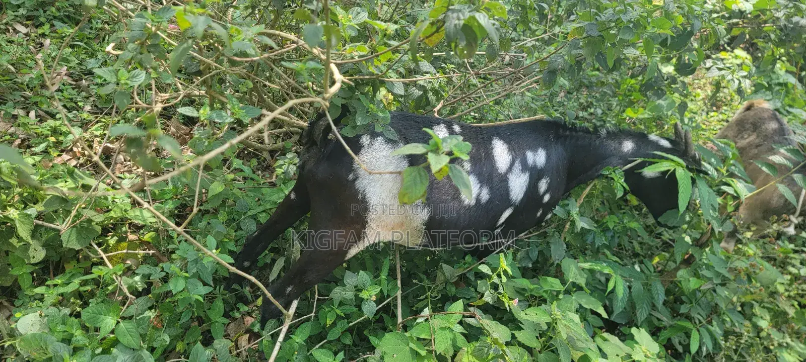 Embuzi Black,White,Bitanga Goats 4 Slaughter, Ceremonies and Farm