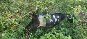 Embuzi White Goats Are Available for Slaughter, Ceremonies and Farm