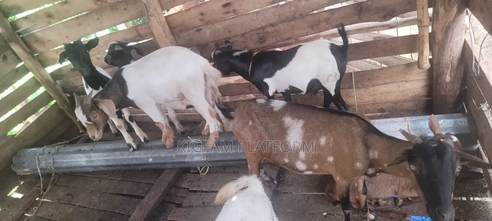 Embuzi Black,White,Bitanga Goats 4 Slaughter, Ceremonies and Farm
