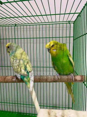 Parrots ( Budgies)