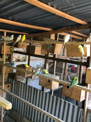 Parakeets Birds