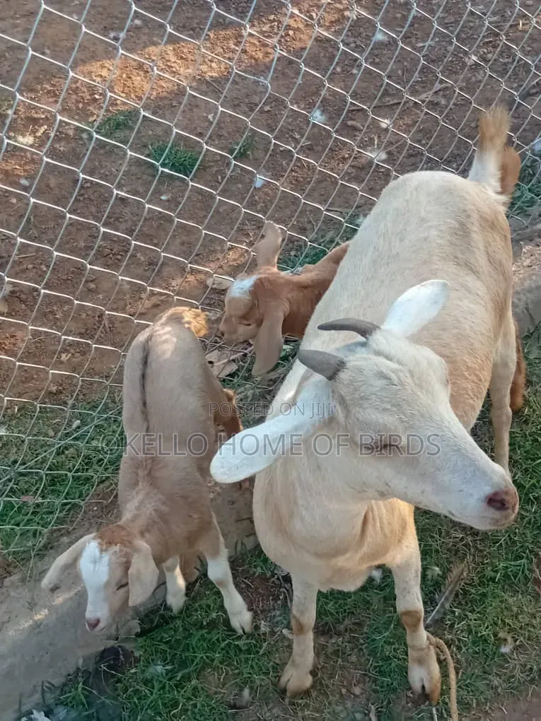 Mother With Twins for Sell