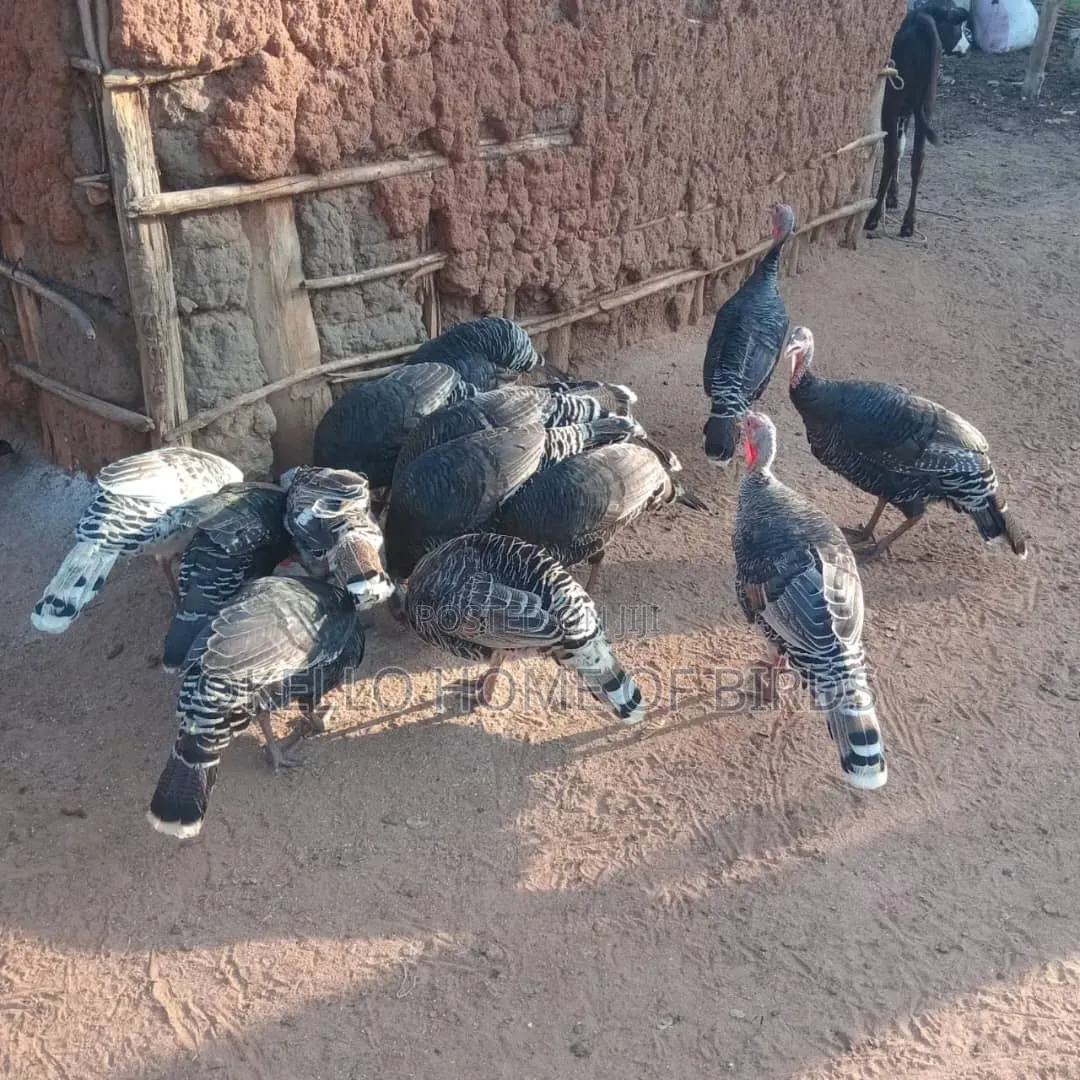 Female Turkeys for Sale