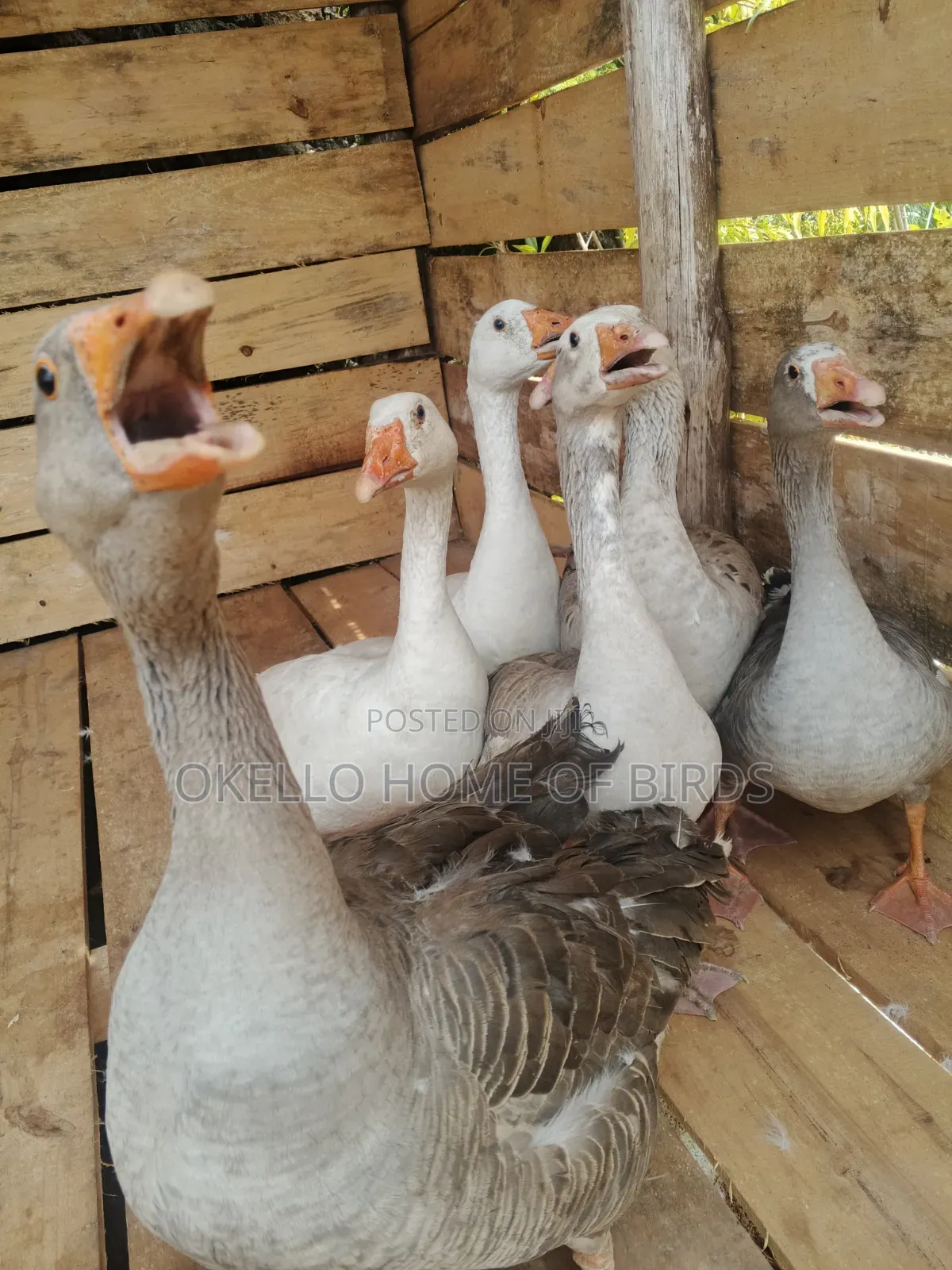 6 Mature Geese for Sale