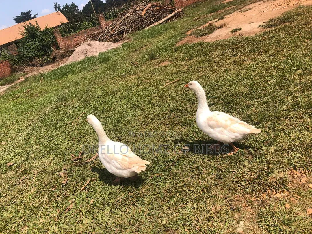 Pure White Geese for Sale